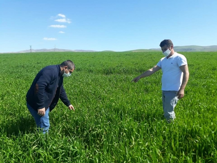 Tarım Danışmanından Çiftçilere Hastalık Uyarısı