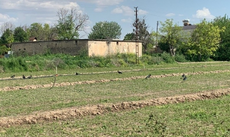 Sokağa Çıkma Kısıtlamasında Nesli Tükenen Kelaynaklar Tarlalara İndi