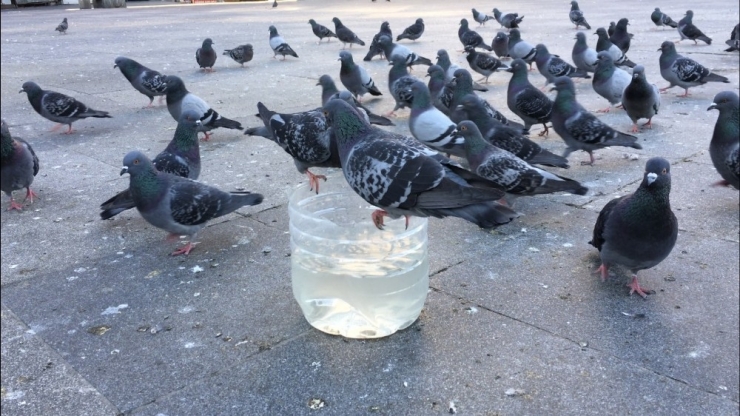 Sokağa Çıkma Kısıtlamasında Polis Aç Kalan Güvercinleri Elleriyle Besledi