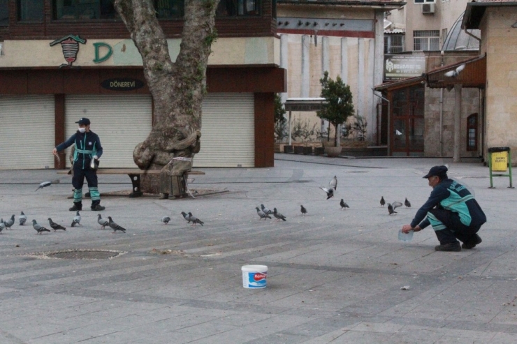 Vatandaşlar Balkondan Yem Attı, Görevliler Besledi