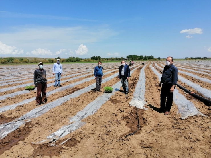 Bismil’de Sokağa Çıkma Kısıtlamasından Muaf Olan Çiftçiler Tarlalarında Çalıştı