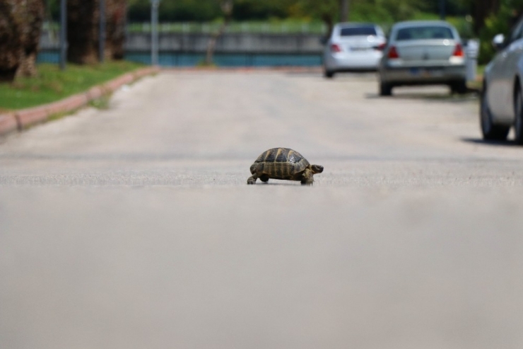 Yollar Kaplumbağaya Kaldı