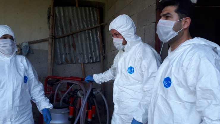 Korona Tedavisi Gören Yaşlı Çiftin Hayvanlarına İlçe Tarım Bakıyor