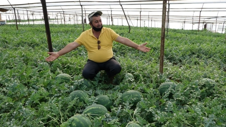 Antalya’da Yeni Sezon Karpuzlar Kilogramı 5 Liradan Kamyonlara Yüklenmeye Başladı