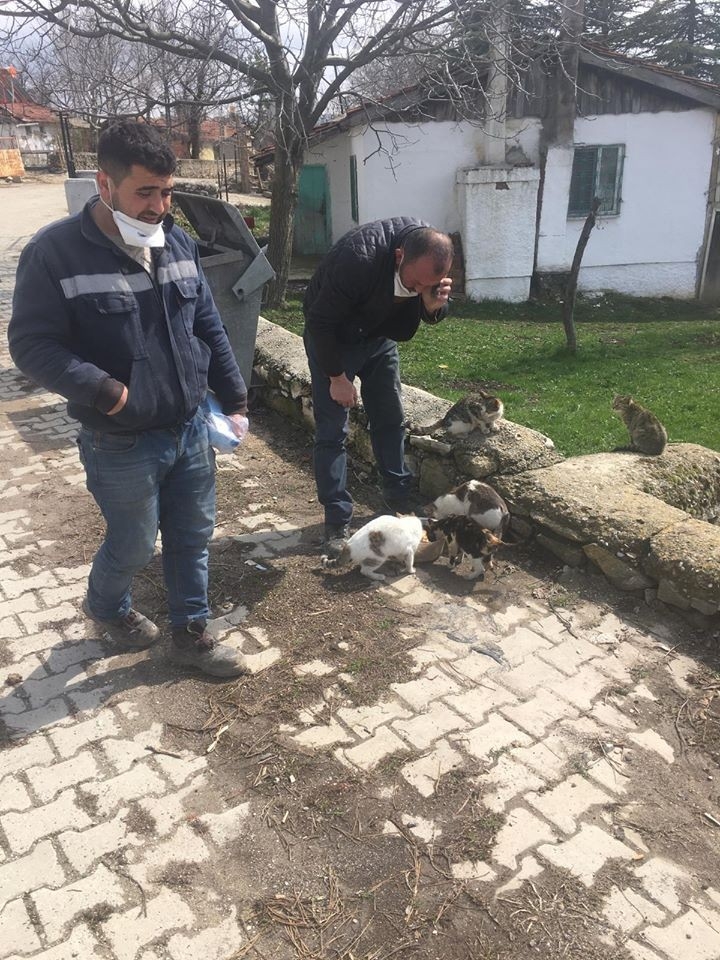 Belediyeden Sokak Hayvanlarına Yiyecek