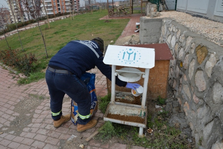 Salgın Sebebi İle Kedi Ve Köpekler Sokağa Terk Ediliyor