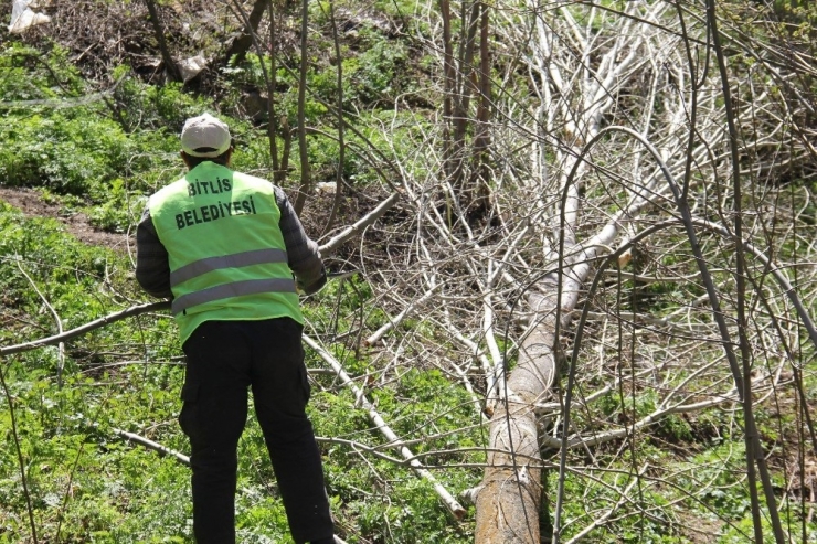 Bitlis’te Polenli Ağaçlar Kesilmeye Başlandı