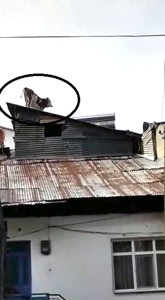 Çatıdaki İneği Gören Gözlerine İnanamadı