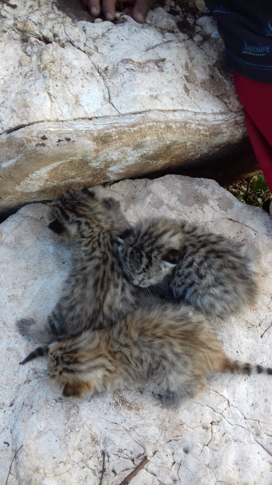 Diyarbakır’da Yaban Kedisi Yavruları Görüldü