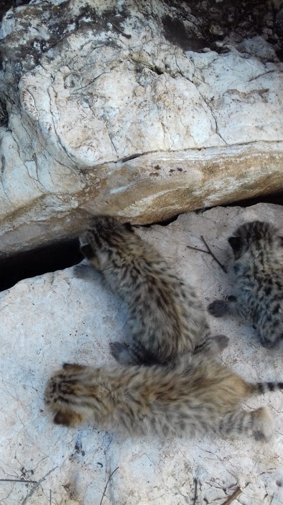 Diyarbakır’da Yaban Kedisi Yavruları Görüldü