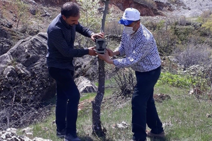 Yaban Keçileri, Foto Kapanla Görüntülendi