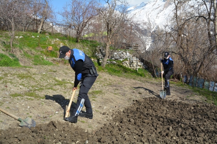 Hakkari Polis Kürekle Toprak Eşeleyip Şehit Ailesi İçin Bostan Yaptı