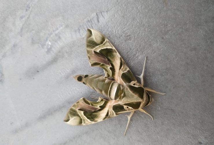 Yüksekova’da Askeri Kamuflaj Desenli ‘Mekik Kelebeği’ Bulundu