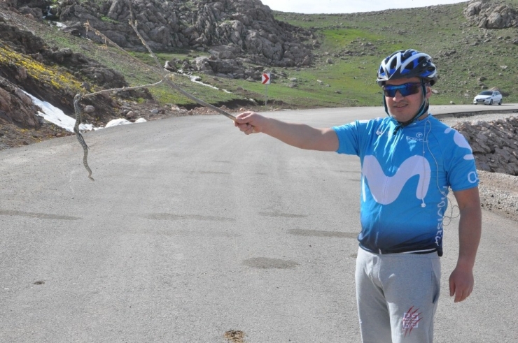 Yüksekova’da Sürü Halinde Görülen Yılanlar Korkutuyor