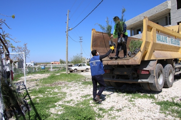 Haliliye Kırsalında Vatandaşlara Fidan Dağıtıldı