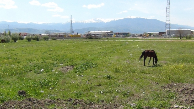 İnegöl’de Sokağa Çıkma Kısıtlamasının İkinci Günü Böyle Geçti