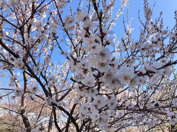 Kağızman Beyaza Büründü