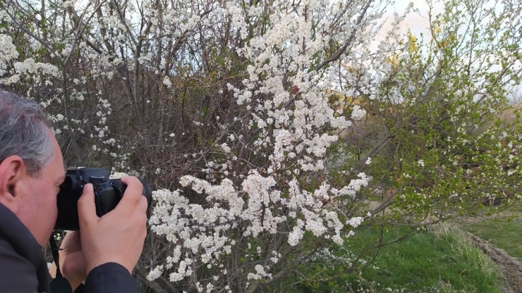 Kütahya’da Erik Ve Baden Ağaçları Çiçek Açtı