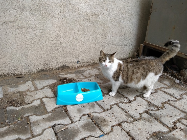 Limak Enerji’den İçi Isıtan Proje