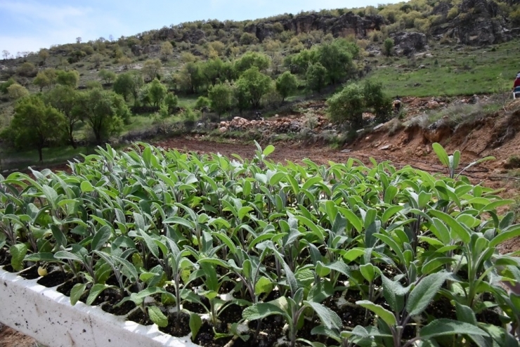 Mardin’de Kadın Çiftçiler Ada Çayını Toprakla Buluşturdu