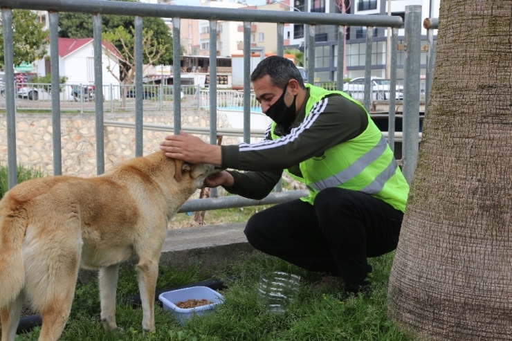Erdemli’de Sokak Hayvanları Unutulmadı