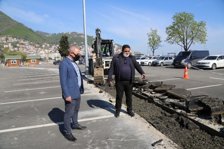 Altınordu’da Ayışığı Otoparkı Ağaçlandırılıyor