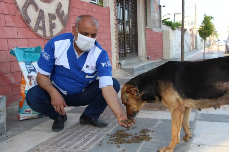 Ceylanpınar’da Sokak Hayvanları Unutulmadı