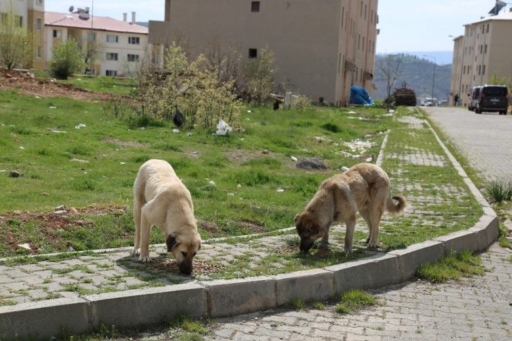 Her Gün, Sokak Köpeklerini Besliyor