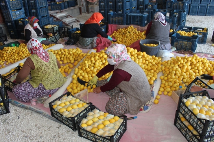 İç Piyasaya Sürülmeyen Limon Çürüyor