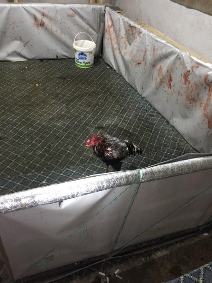 Yozgat’ta Horoz Dövüşüne Polis Baskını: 21 Kişiye 92 Bin 400 Lira Para Cezası