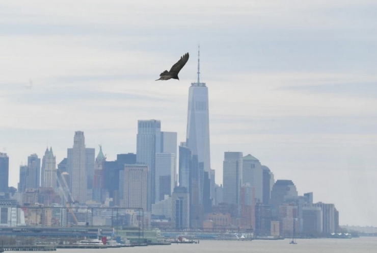 Ceset Kokusu Alan Akbabalar New York’un Üzerinde Uçmaya Başladı