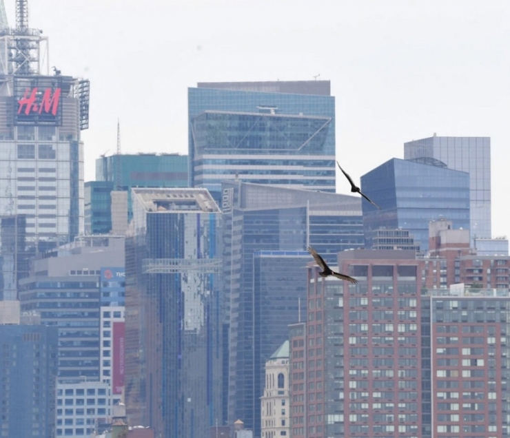 Ceset Kokusu Alan Akbabalar New York’un Üzerinde Uçmaya Başladı