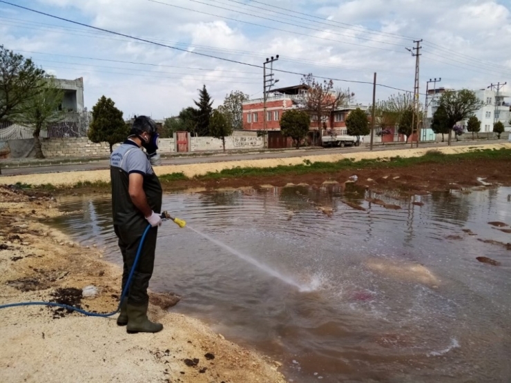 Haşereyle Mücadele Sürüyor