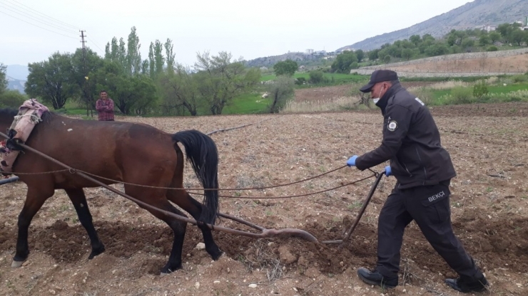 Bekçi, Kara Sabanla Tarla Sürdü