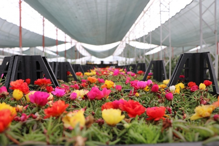 Yaz Ayları İçin Mevsimlik Çiçek Dikimleri Başladı