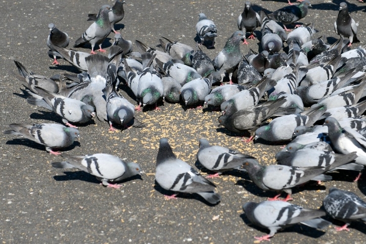 Başkent’te Sokak Hayvanları Unutulmuyor