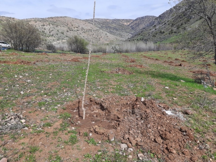 Arapgir’de Fidanlar Toprakla Buluştu