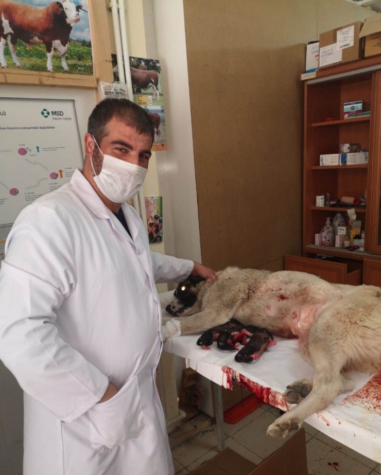 Karantinada Olan Sürü Sahibinin Köpeği Sezeryanla Kurtarıldı