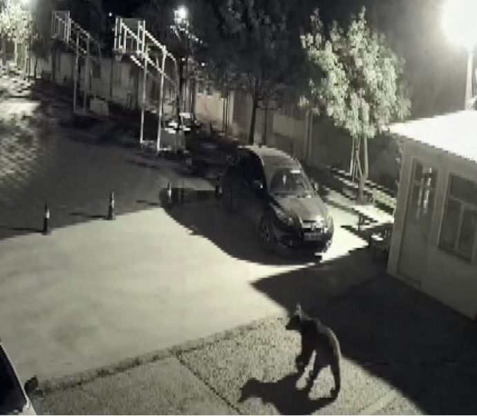 Artvin’de Kış Uykusundan Uyanıp Şehre İnen Ayılar Bu Kez Okul Bahçesinde Kameralara Yakalandı