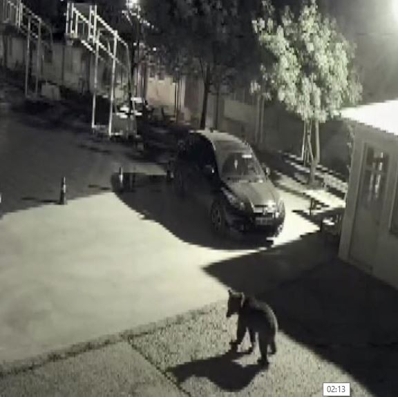 Artvin’de Kış Uykusundan Uyanıp Şehre İnen Ayılar Bu Kez Okul Bahçesinde Kameralara Yakalandı