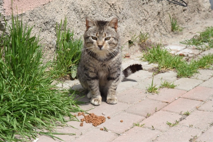 Sokak Hayvanlarına Başkan Şahin’den Destek Geldi