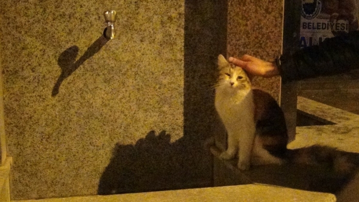 Eliyle Kediye Su Verdi