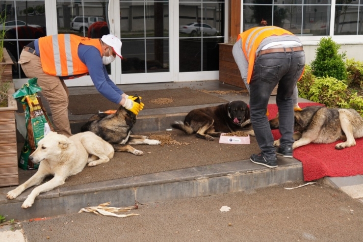 Diyarbakır Büyükşehir Belediyesi Sokak Hayvanlarını Unutmadı