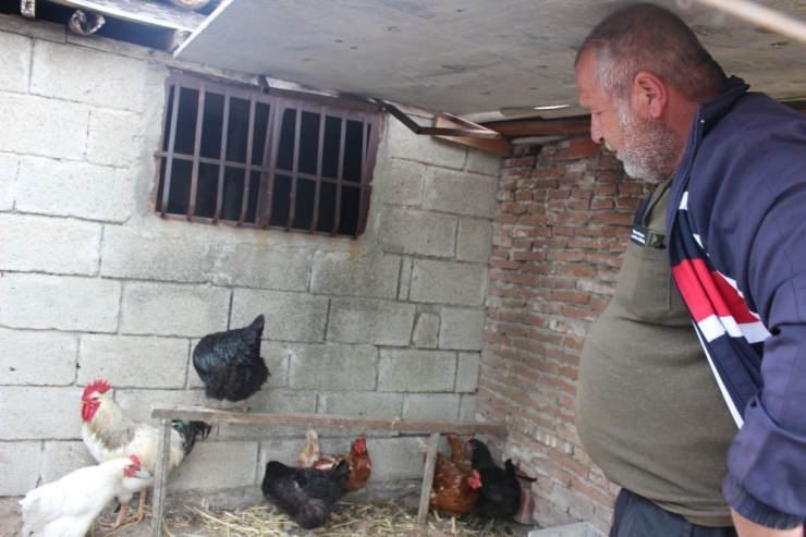 Bu Tavuk Maydanoz Desenli Yumurtluyor