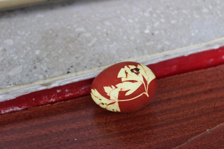 Bu Tavuk Maydanoz Desenli Yumurtluyor