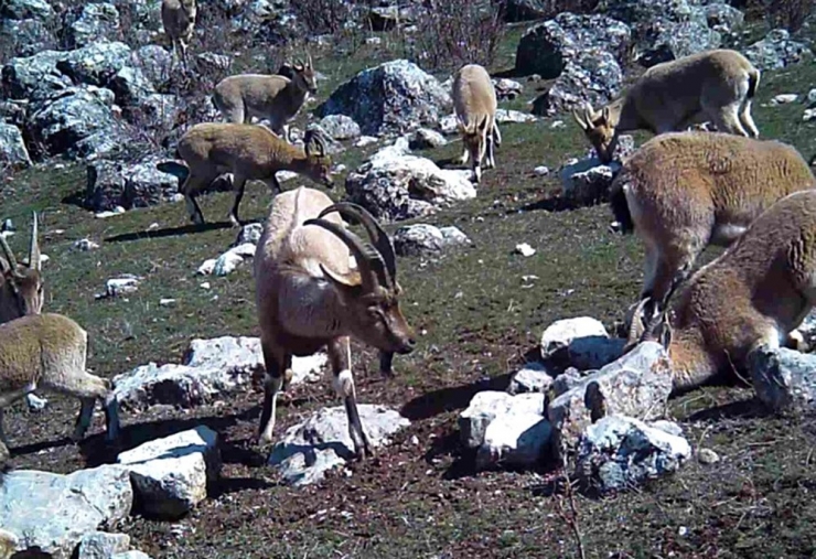 Yaban Keçileri Yerleşim Yerlerine Alıştı