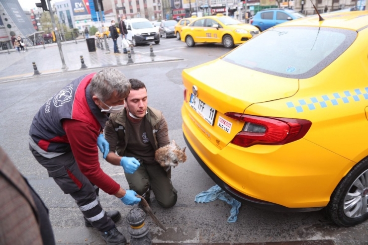 Gaziosmanpaşa’da Taksinin Altında Sıkışan Kediyi Belediye Ekipleri Kurtardı