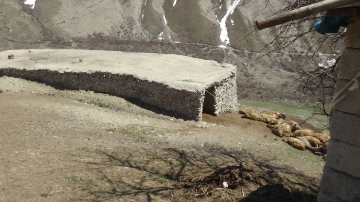 Ayının Telef Ettiği 50 Koyun Gömüldü