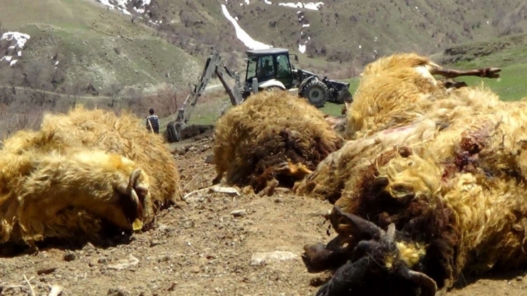 Ayının Telef Ettiği 50 Koyun Gömüldü