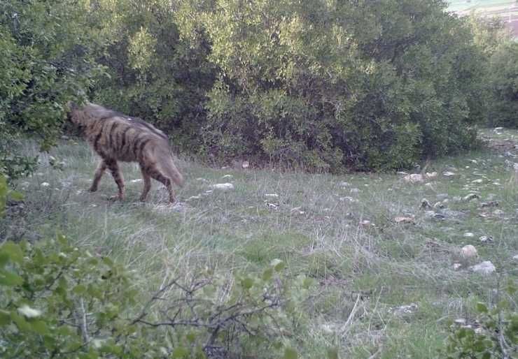 Kahramanmaraş’ta Nesli Tükenmekte Olan Çizgili Sırtlan Fotokapana Yakalandı